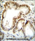 BTG2 Antibody (N-term)